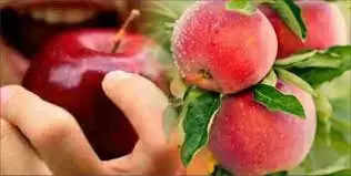 Apple Benefits: क्या Breakfast में सेब खाने के फायदे जानते हैं आप? आखिर आपको क्यों करना चाहिए सेवन
