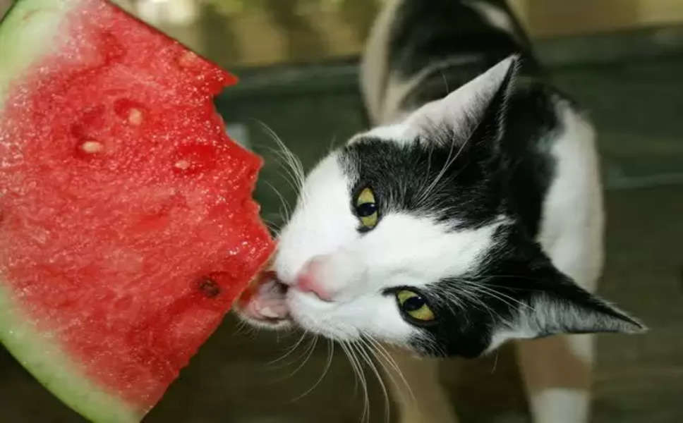 हाय ये गर्मी! मांस-मछली छोड़ तरबूज खाने को मजबूर हुई बिल्ली, भरोसा नहीं तो देखें वीडियो