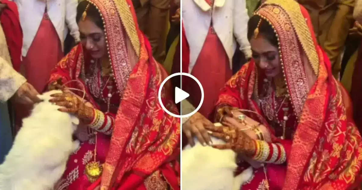 दूल्हा-दुल्हन का अनोखा अंदाज, देखिए पेट डॉग्स के अनोखे विवाह का Video; सोशल मीडिया पर वायरल