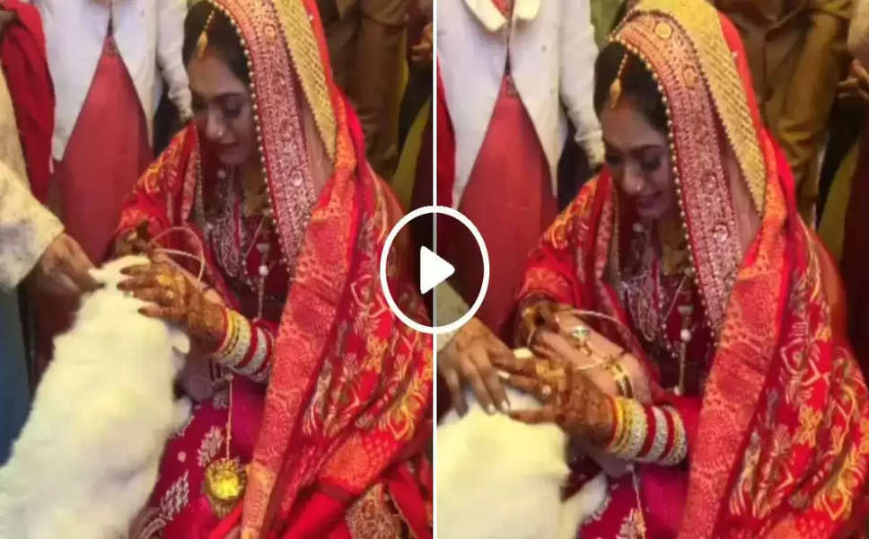 दूल्हा-दुल्हन का अनोखा अंदाज, देखिए पेट डॉग्स के अनोखे विवाह का Video; सोशल मीडिया पर वायरल