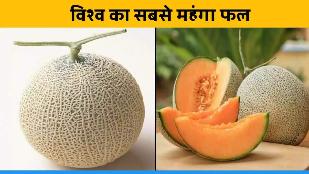 20 लाख रुपये किलो तक बिकता है दुनिया का सबसे महंगा फल, खरीदने के लिए लगती है होड़