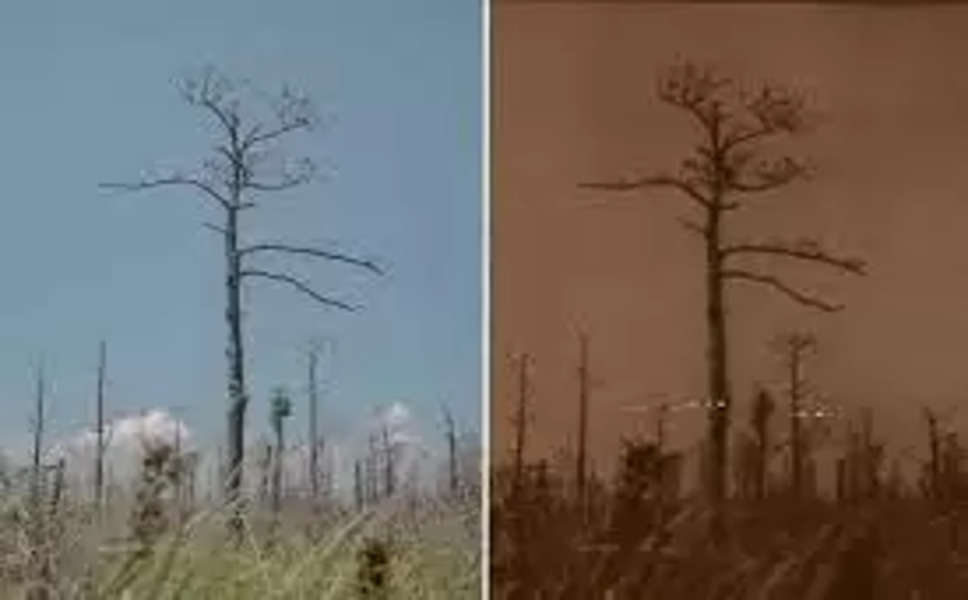 Climate Change ने पेड़ों को 'लाश' बना दिया, दुनिया में बढ़ रहे भूतिया जंगल..अब क्या होगा?