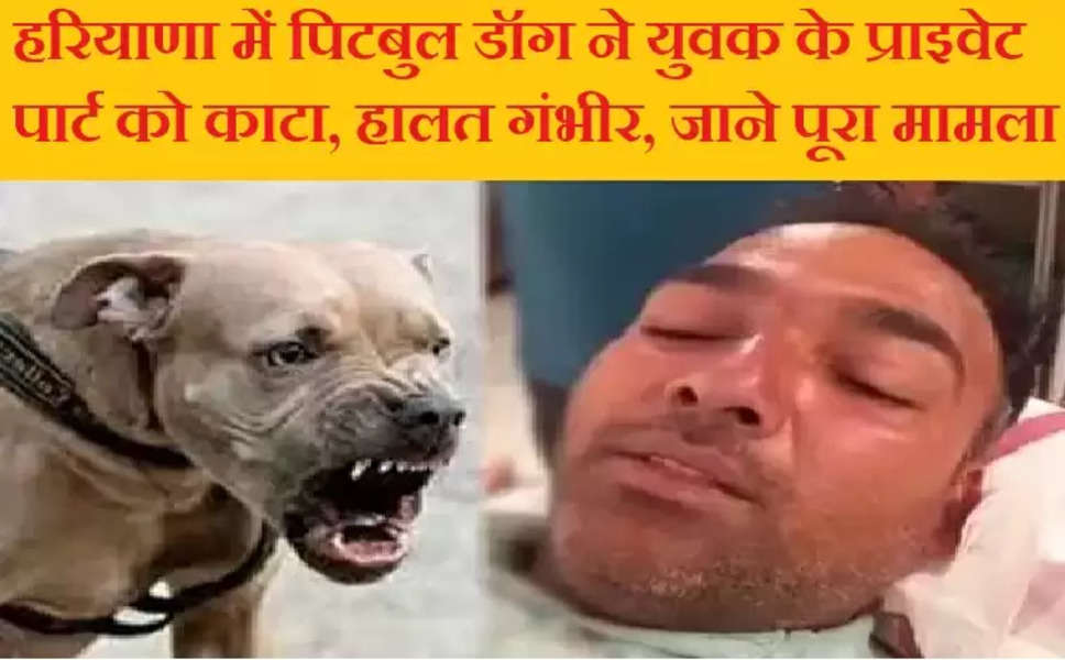 Haryana Crime: करनाल में पिटबुल डॉग ने युवक के प्राइवेट पार्ट को काटा, हालत गंभीर, लोगो ने कुत्ते को लाठी-डंडों से मारा