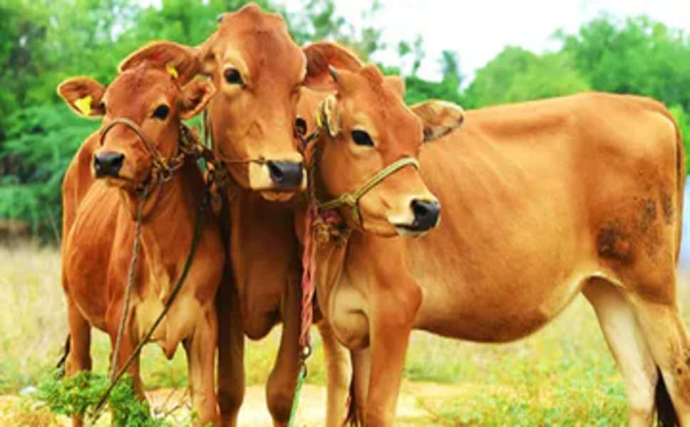 हरियाणा में पशुपालकों ने कराया 3.40 लाख पशुओं का बीमा, जानिए क्या होगा किसानो का फायदा