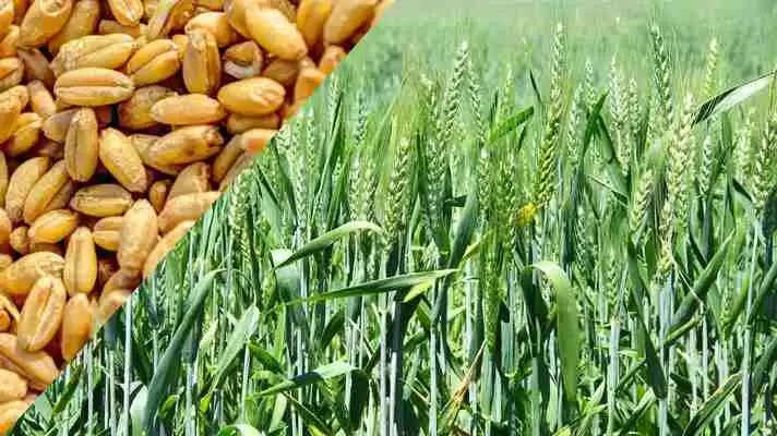 Wheat Best Variety: गेहू की ये 3 किस्मे किसानो की आय को बढ़ा देगी 4 गुना, पैदावार में है सबसे आगे, जानिए इनके बारे में