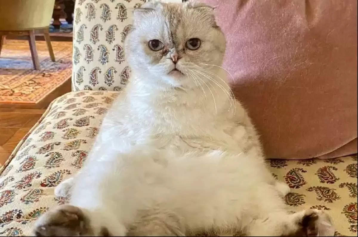 बिल्‍ली ओलिविया बेंसन की कीमत 800 करोड़ रुपए से भी ज्‍यादा आंकी गई है (Instagram)