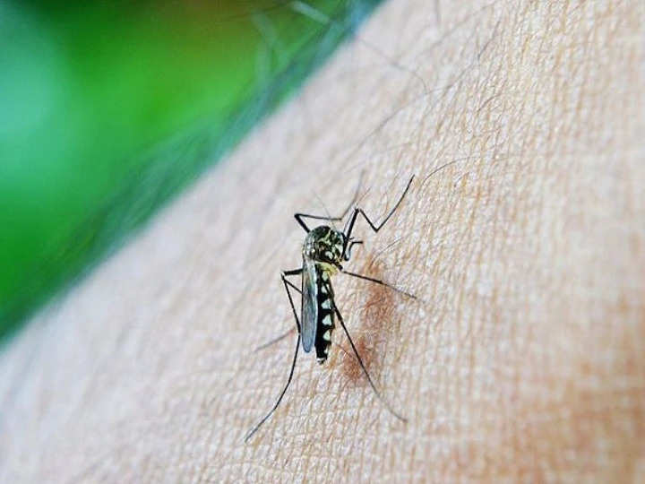 मच्छर काटने से हुए डेंगू में मौत पर मिल सकता है इंश्योरेंस क्लेम? अदालत का फैसला पढ़ने लायक