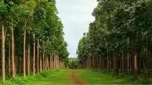 ये है पैसों वाला पेड़! 12 साल में बन जाएंगे करोड़पति, निवेश महज 1 एकड़ जमीन और 1 लाख रुपये