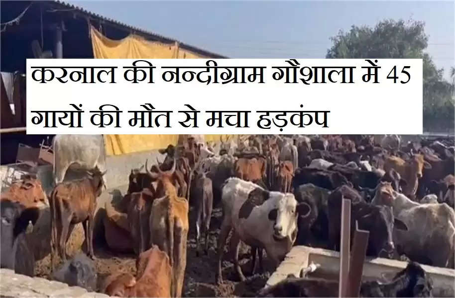 Haryana: करनाल की नन्दीग्राम गौशाला में 45 गायों की मौत से मचा हड़कंप, दावा किया जा रहा है UP से लाया गया चारा था जहरीला