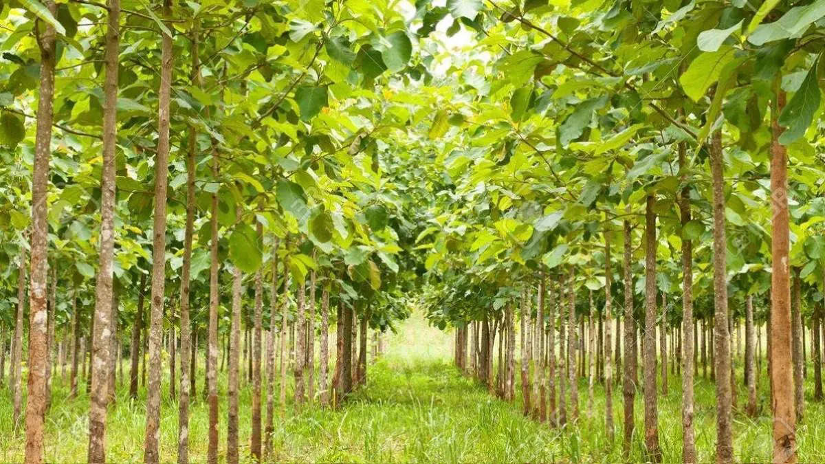 Tree Farming: इस पेड़ की खेती आपको बना देगी मालामाल, लाखों-करोड़ों में होगी कमाई; जानें पूरा तरीका