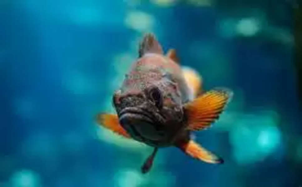 Quiz: दुनिया की सबसे छोटी मछली कौनसी है?