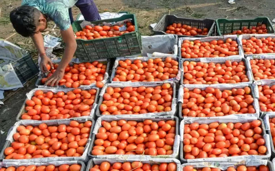 Tomatoes Wholesale Rate Down: टमाटर की थोक कीमत में 29% की गिरावट, फिर क्यों कम नहीं हो रहे दाम