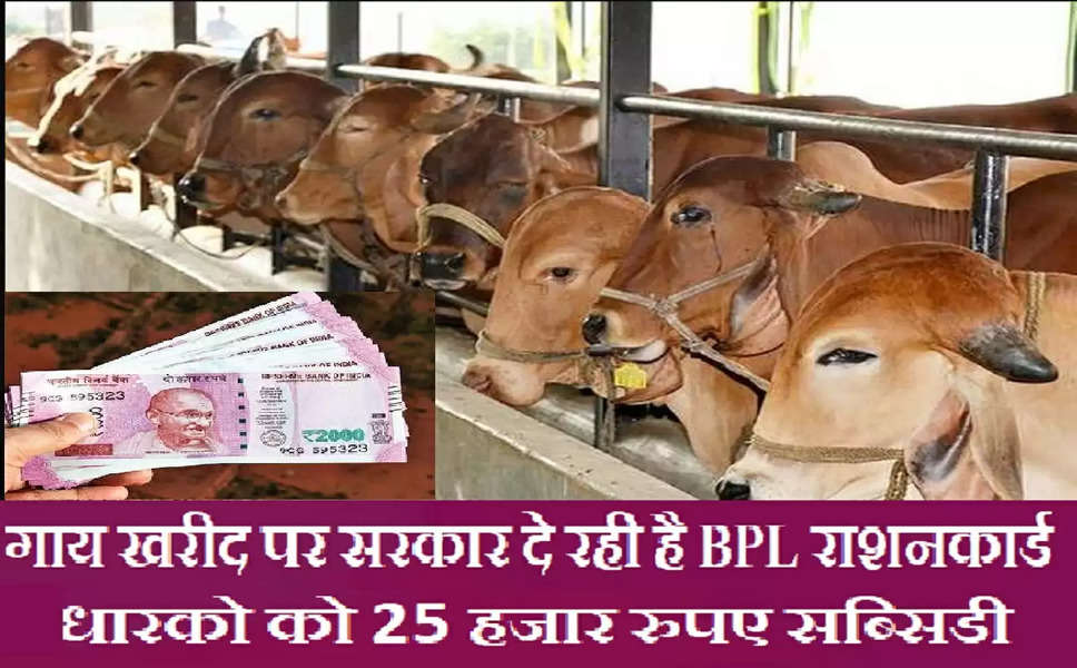 Cow Subsidy Scheme : गाय खरीद पर सरकार दे रही है BPL राशनकार्ड धारको को 25 हजार रुपए सब्सिडी, जानें किन्हें और कैसे मिलेगा लाभ