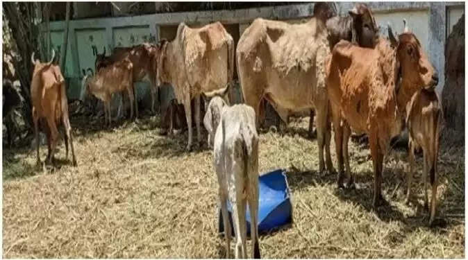Lumpy Virus: हरियाणा पहुंची वैक्सीन की 20 लाख खुराक, 29 अगस्त तक सुरक्षित घेरे में होंगी 19 लाख गायें