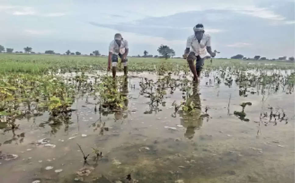 हरियाणा के किसान इस पोर्टल पर 25 अगस्त तक दर्ज करे शिकायत, बारिश से खराब हुई फसलों का मिलेगा मुआवजा