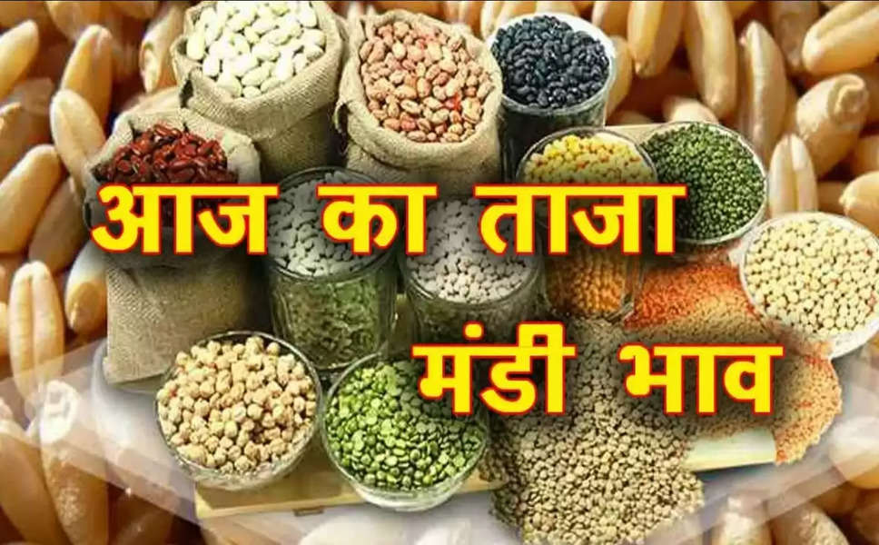 Mandi Bhav Today: मूंग, नरमा, ग्वार, सरसों,धान, बाजरा, गेहूं समेत सभी फसलों का भाव जारी, जाने कितना आया उतार-चढ़ाव