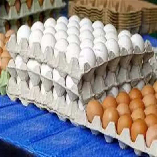 Egg Business: बाजार में धड़ल्‍ले से ब‍िक रहे नकली अंडे, आप भी इस तरह करें असली-नकली की पहचान